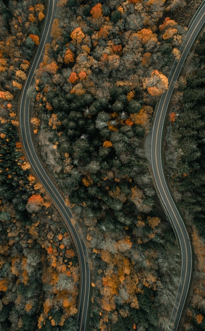 树木中路鸟瞰图